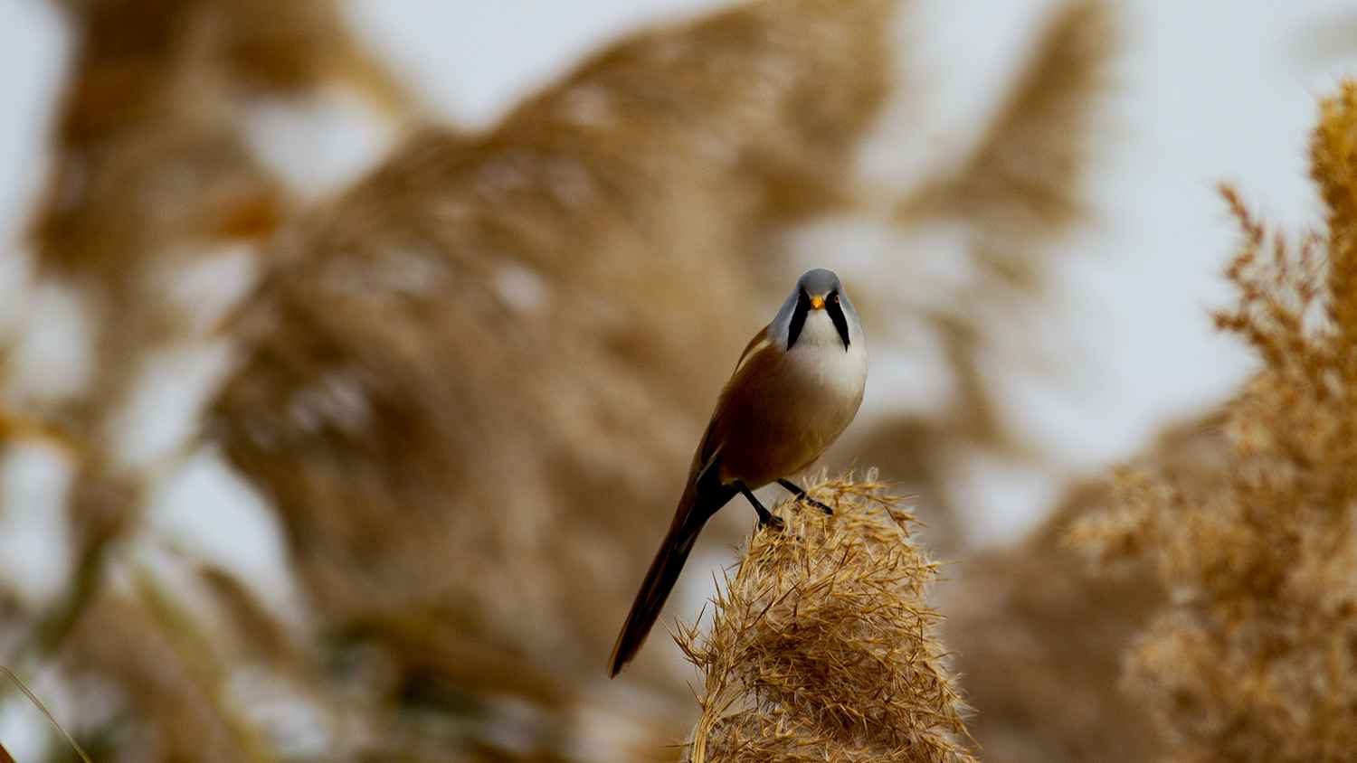 Bearded Reedling